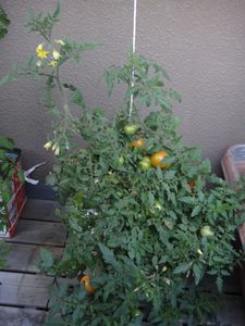 DSC00515.jpg