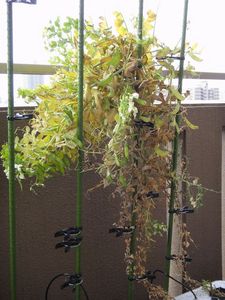 DSC01242.jpg