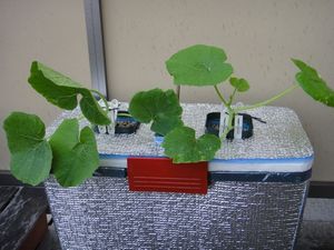 DSC01307.jpg