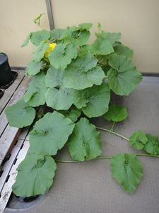 DSC01430.jpg