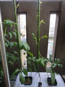 DSC01440.jpg