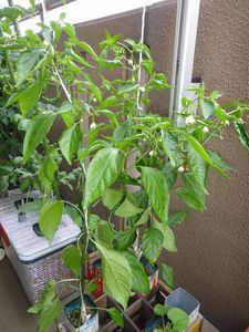 DSC01449.jpg