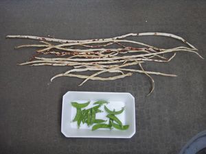 DSC01112.jpg